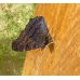 Peacock Butterfly Inachis io Pupae 